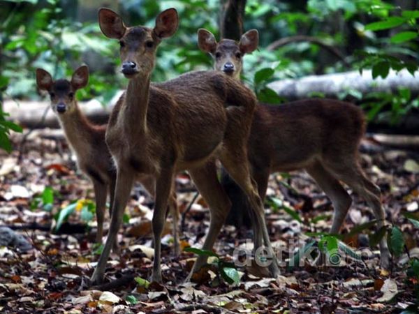 Melihat Satwa Liar di Taman Nasional Ujung Kulon