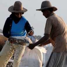 Anomali Cuaca, Produksi Garam Kabupaten Pasuruan Tak Penuhi Target