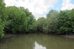 Sungai di Banyuwangi yang Mirip Amazon