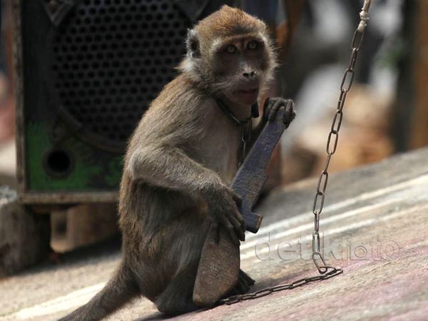 Jakarta Targetkan Bebas Topeng Monyet di 2014