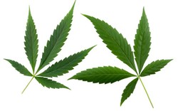 Lansia di Jepang Ditangkap Saat Berpesta Ganja Goreng