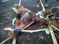 Sekarat Setelah Ditangkap Warga, Orangutan Bongsor Ini Akhirnya Mati