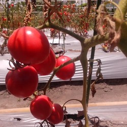 Tomatoez