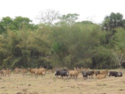 Sadengan, Satu Lagi Afrika di Pulau Jawa