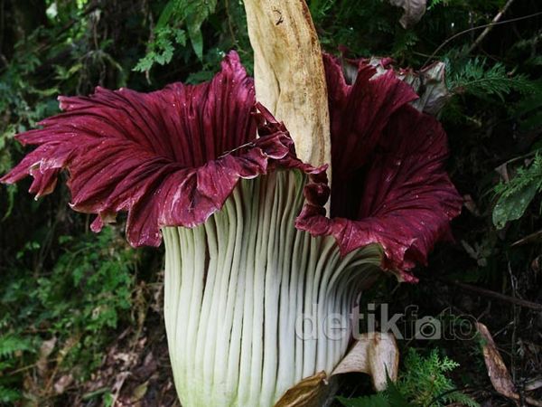 Bunga Bangkai Mekar di Deli Serdang