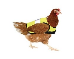 Terobosan Baru: Jaket Khusus untuk Ayam