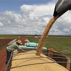 Siapa yang Untung Bea Masuk Kedelai Impor 0%?