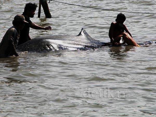 2 Hiu Terjerat Jala Nelayan dan Mati