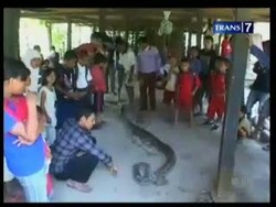 Warga Lumpuhkan Ular Pemangsa Ternak