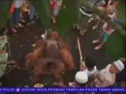 Orangutan Jantan Tewas Setelah Ditangkap Warga