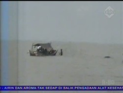 Hiu Paus yang Terdampar Bertambah 1 Ekor