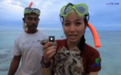 Angin Timur Tanimbar Kei