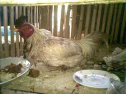 Percaya Nggak Percaya, Ayam Ini Tetap Hidup Meski Disembelih 2 Kali