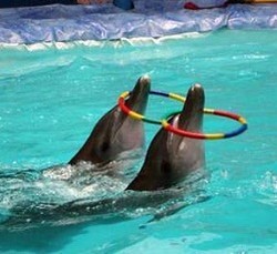 Menhut: Pertunjukan Lumba-Lumba Keliling Itu Ilegal!