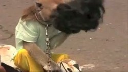 Kejamnya Pelatihan Dibalik Atraksi Topeng Monyet