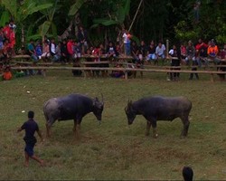  Spanyol Punya Adu Banteng, Toraja Punya Adu Kerbau