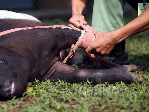 Kaki Palsu untuk Tapir Malang