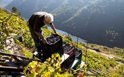 Pemetik Anggur Ini Harus Mendaki Lereng Curam untuk Anggur Terbaik