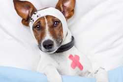 Penyakit Misterius Sebabkan Kematian Ratusan Anjing Peliharaan