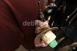 Anak Monyet Pun Sudah Dipaksa Jadi Pekerja 