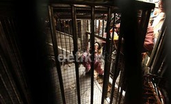  Kampung Monyet Cipinang Riwayatmu Kini 