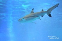 Di Akuarium Ini Anda Bisa Menyentuh Hiu & Ikan Manta