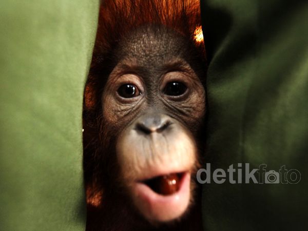 Melihat Tingkah Lucu Bayi Hewan di Nursery Room