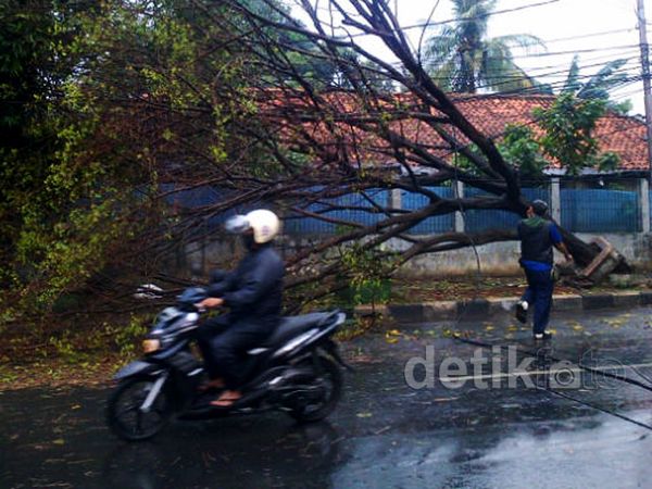Hujan Badai Tumbangkan Sejumlah Pohon