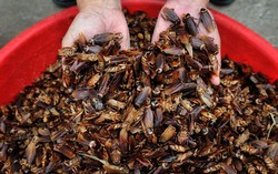 Peternakan Kecoak Untuk Bahan Pangan Kini Jadi Tren Bisnis di China