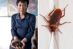 Sakit dan Tak Sembuh-sembuh? Kecoa Goreng Diklaim Manjur untuk Obat