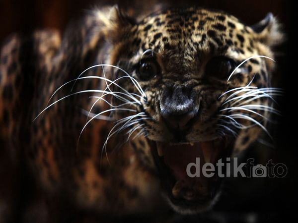 Melihat Penangkaran Macan Tutul Jawa