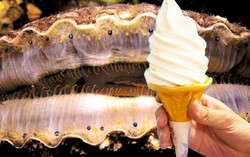 Nyam! Mau Cicip Es Krim Kerang Asli?