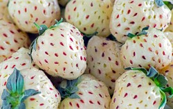 Lemato dan Jerpaya, Hasil Silang Buah yang Unik