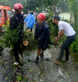 Pohon Tumbang di Purwokerto Timpa Seorang Pemotor