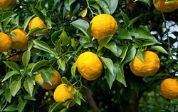 Yuzu, Jenis Jeruk Baru yang Bernutrisi dari Jepang