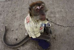 Manusia Tularkan Hepatitis ke Monyet, Ditularkan Lagi ke Manusia