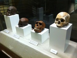 Riset: Jejak DNA Manusia Purba Siberia Ditemukan di DNA Orang Papua