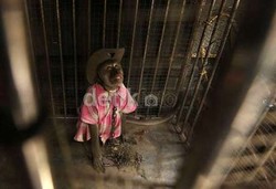 Tolak Disebut Tiru DKI, Bandung Sudah Tertibkan Topeng Monyet