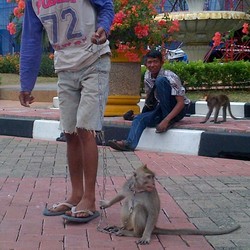Jepret! 40 Pawang Topeng Monyet Difoto di Pemkot Jakarta Timur