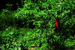cabai merah besar
