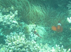 Ini Dia Alam Bawah Laut Raja Ampat yang Terkenal