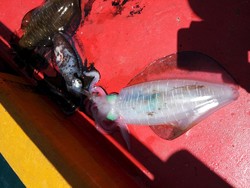 Mancing Cumi-cumi Transparan di Mamuju