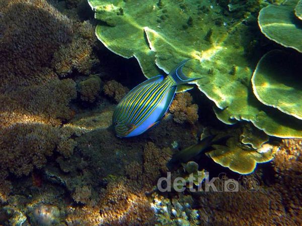 Melihat Keindahan Bawah Laut di Lagoon Cabe