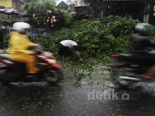 Pohon Tumbang di Duren Tiga Pohon Tumbang di Duren Tiga