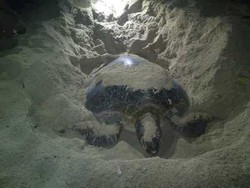 Pencurian Telur Penyu di Pulau Sangalaki Terjadi Lagi