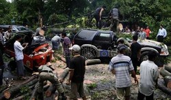 Begini Cara Klaim Ganti Rugi Mobil yang Tertimpa Pohon Tumbang ke Jokowi