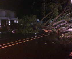 Jokowi Perintahkan Penebangan Pohon yang Tua dan Rapuh 