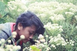 Menikmati Indahnya Bunga Edelweis di Gunung Raung 