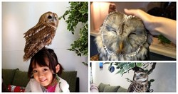 Di Kafe Ini Anda Bisa Ngopi dan Bermain dengan Burung Hantu