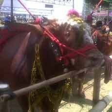 204 Ternak Unggulan di Situbondo Adu Bobot dan Kecantikan